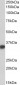 Goat Anti-CD74 Antibody (internal region)
